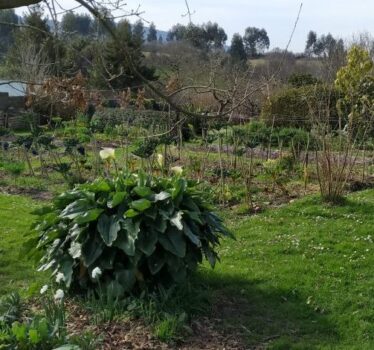 Visitamos la huerta de Toni, agricultor local en Villaviciosa