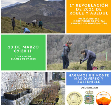 ¡Repoblemos nuestros montes!