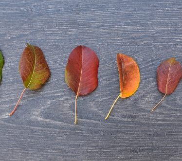 ¿Qué son las evaluaciones de impacto ambiental?