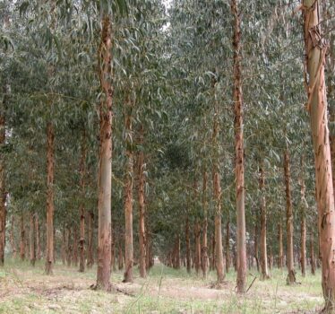 Nunca se debió comer de los eucaliptos.