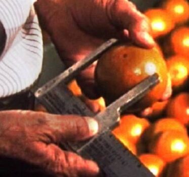 Documental – Manduca caduca