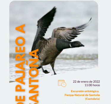 Excursión ornitológica a Santoña