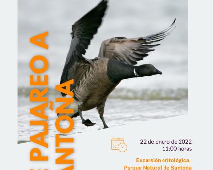 Excursión ornitológica a Santoña