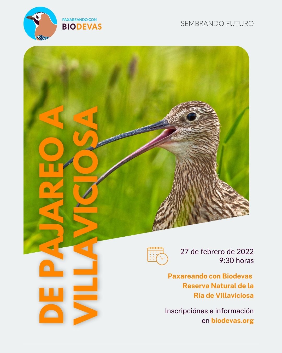 Excursión ornitológica a la ría de Villaviciosa