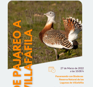 Excursión ornitológica a las lagunas de Villafáfila