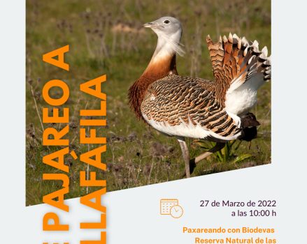 Excursión ornitológica a las lagunas de Villafáfila