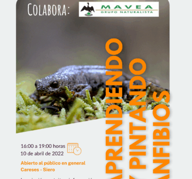 Aprendiendo y pintando anfibios