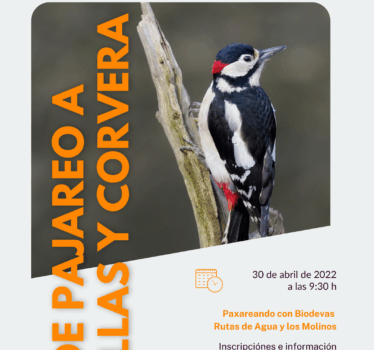 De pajareo a Illas y Corvera