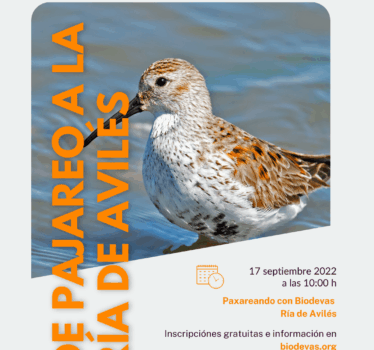 De pajareo a la Ría de Avilés