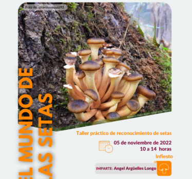 El mundo de las setas
