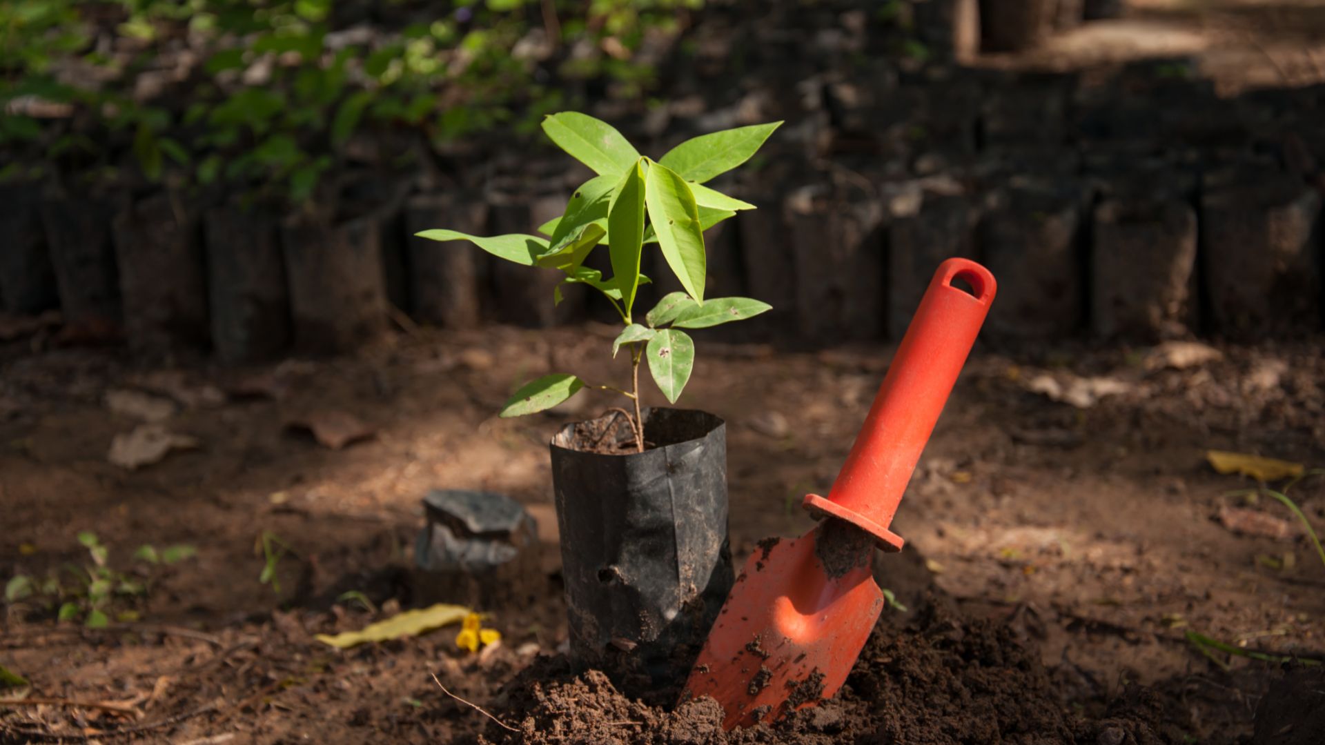 Plantaciones de árboles con Biodevas, ¿es posible?