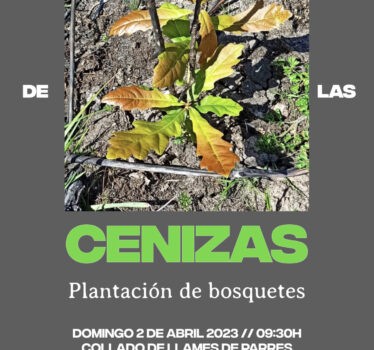 Repoblación rebrotando de las cenizas