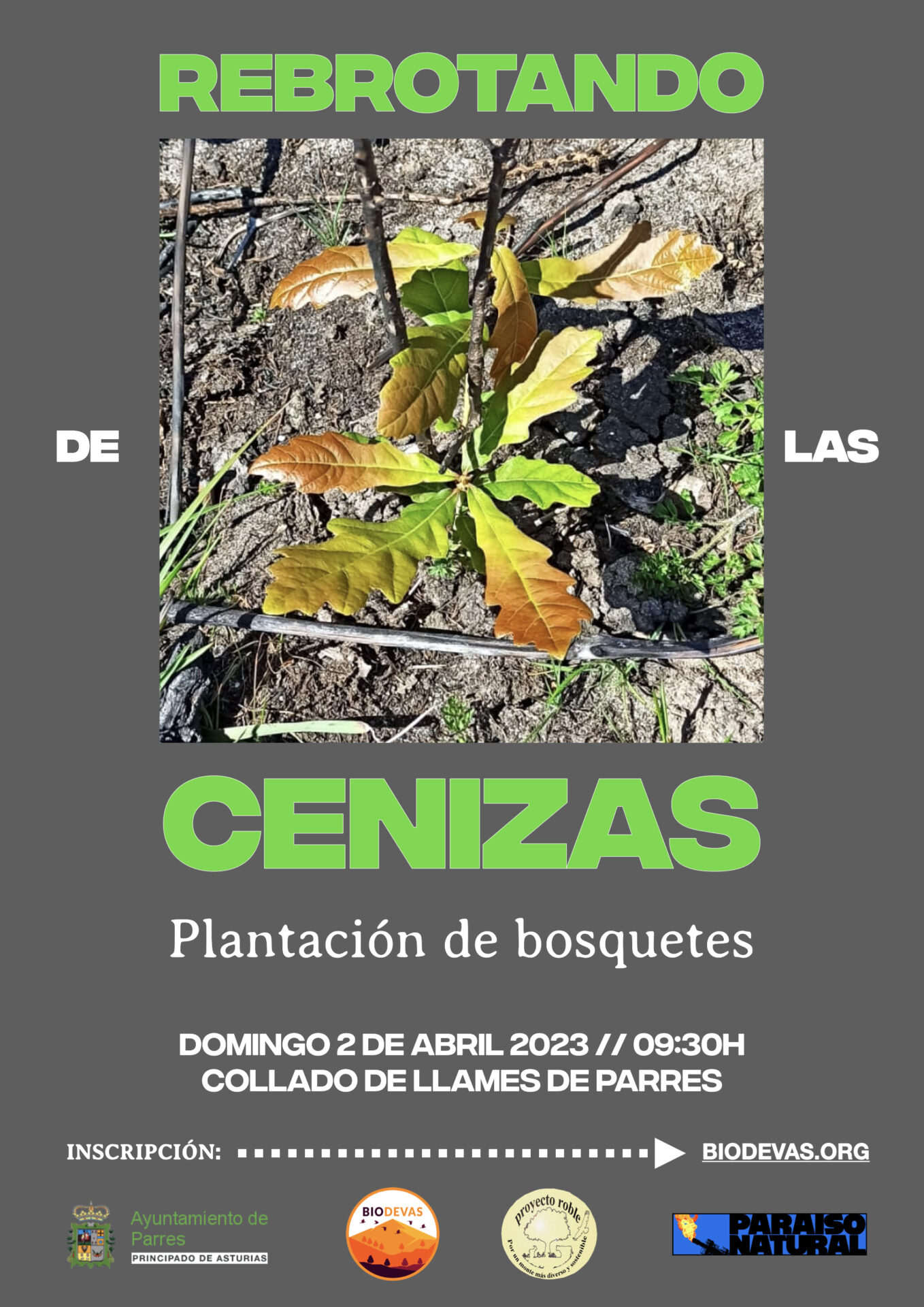 Repoblación rebrotando de las cenizas