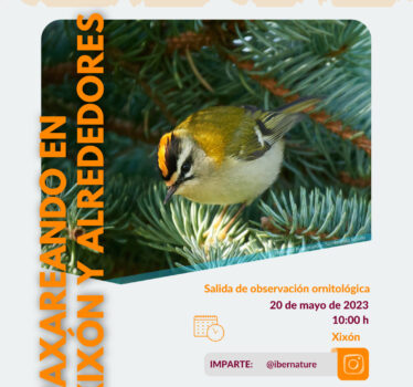 Paxareando en Xixón y alrededores