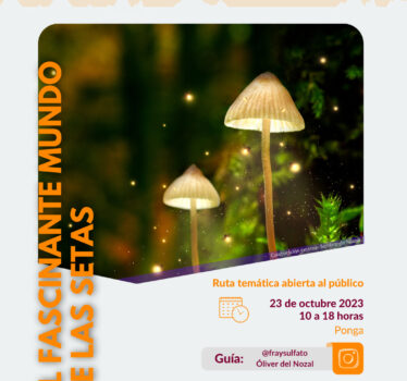 El fascinante mundo mundo de las setas