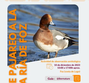 De pajareo a la Ría de Foz.