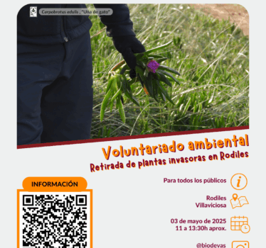 Voluntariado ambiental. Retirada de plantas Invasoras en Rodiles.