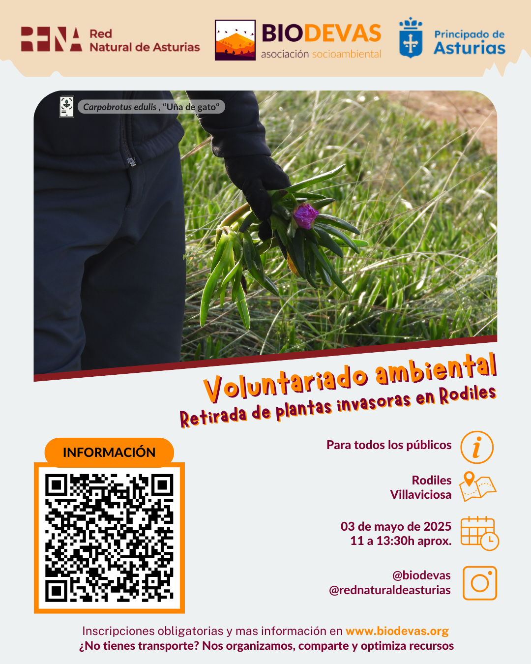 Voluntariado ambiental. Retirada de plantas Invasoras en Rodiles.