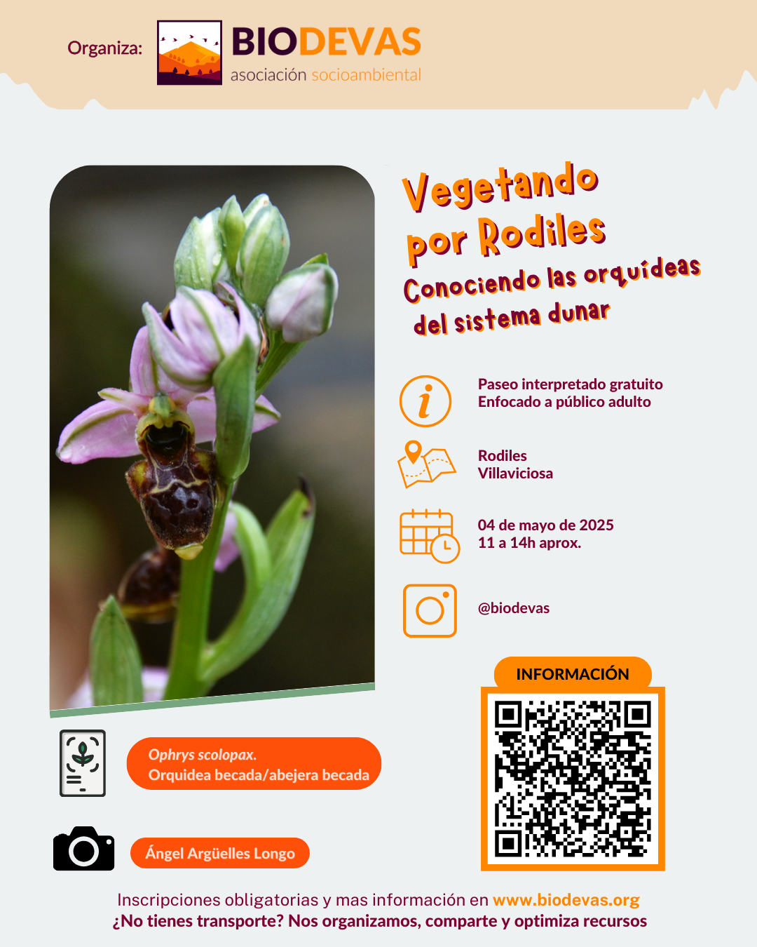 Vegetando por Rodiles. Conociendo las orquídeas del sistema dunar.