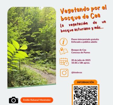 Vegetando por el bosque de Cea. Un bosque asturiano y más.