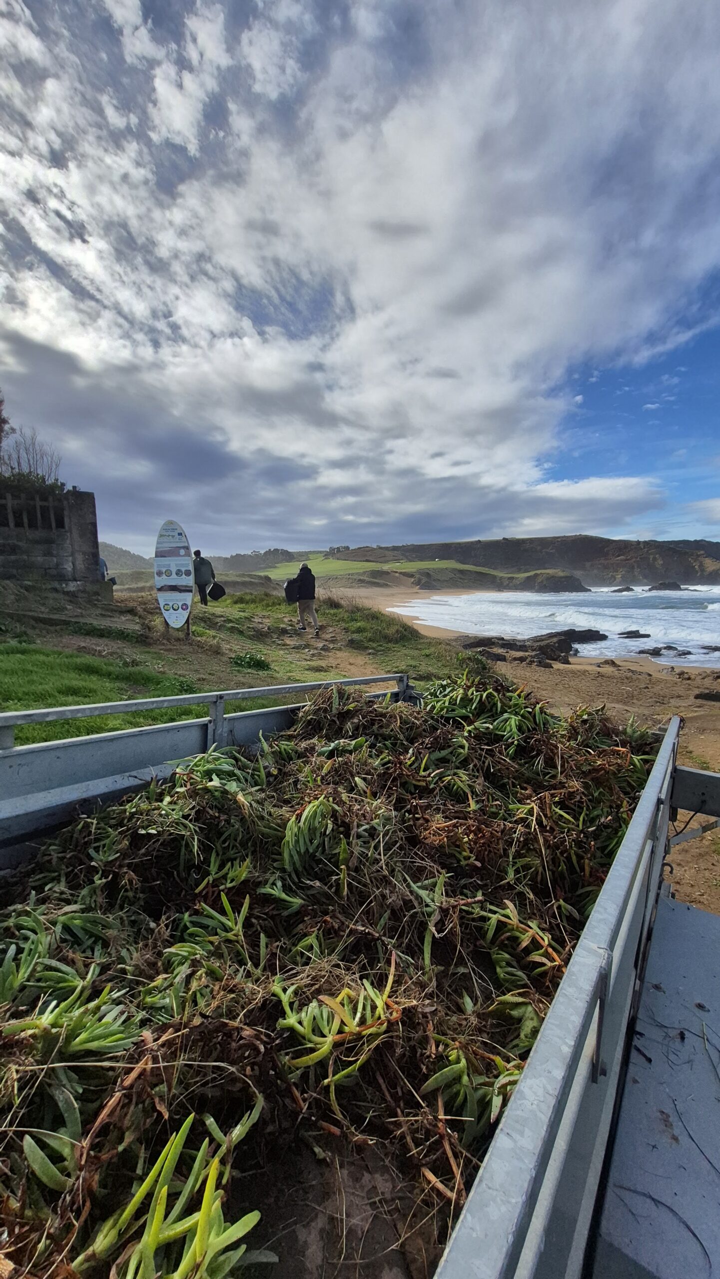 Voluntariado de Biodevas retirando plantas invasoras en el litoral asturiano