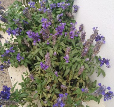 Flores de verano: guía para reconocer la flora asturiana en julio