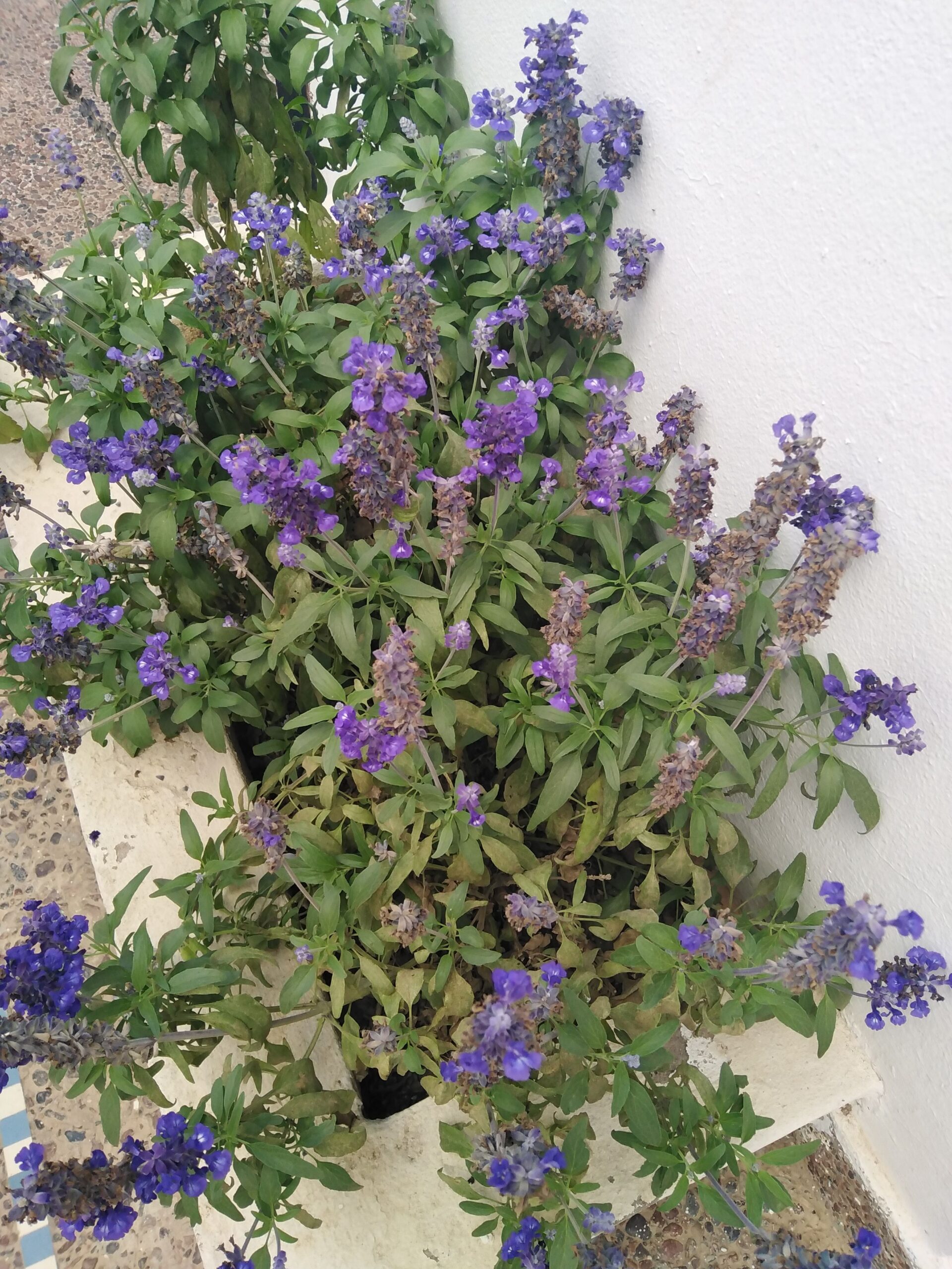 Flores de verano: guía para reconocer la flora asturiana en julio