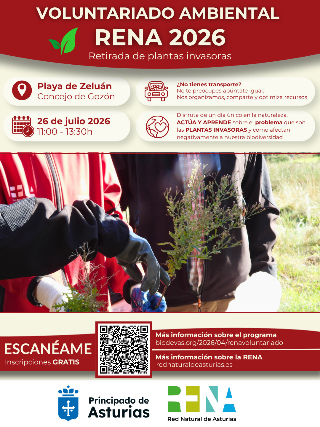 Voluntariado ambiental RENA 2026. Retirada de plantas invasoras en la playa de Zeluán.