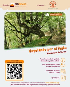 Vegetando por el Fayeu: paseo interpretado por el hayedo de Hermo