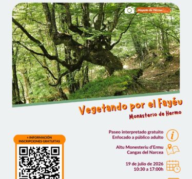 Vegetando por el Fayeu: paseo interpretado por el hayedo de Hermo