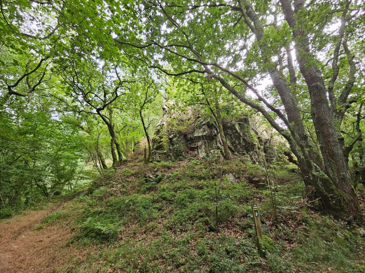 Sendero bajo un robledal atlántico con luz filtrada entre las copas y helechos en el sotobosque