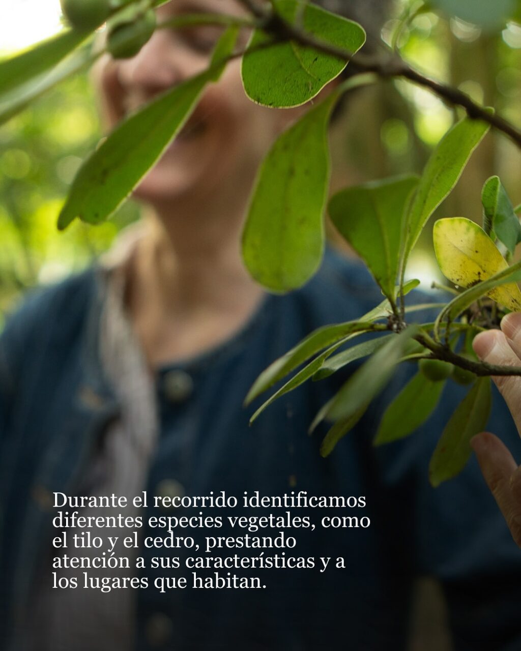 Manos sosteniendo una rama para identificar sus hojas durante el recorrido botánico por el barrio de La Luz