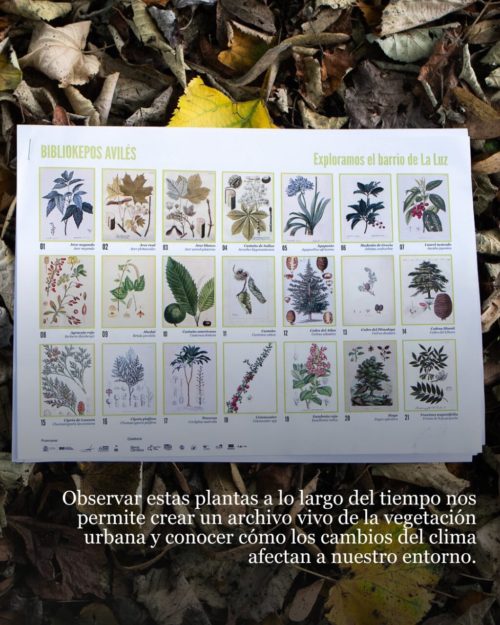 Cartel del archivo vivo de plantas del barrio de La Luz con ilustraciones botánicas de arces, castaños, cedros y otras especies