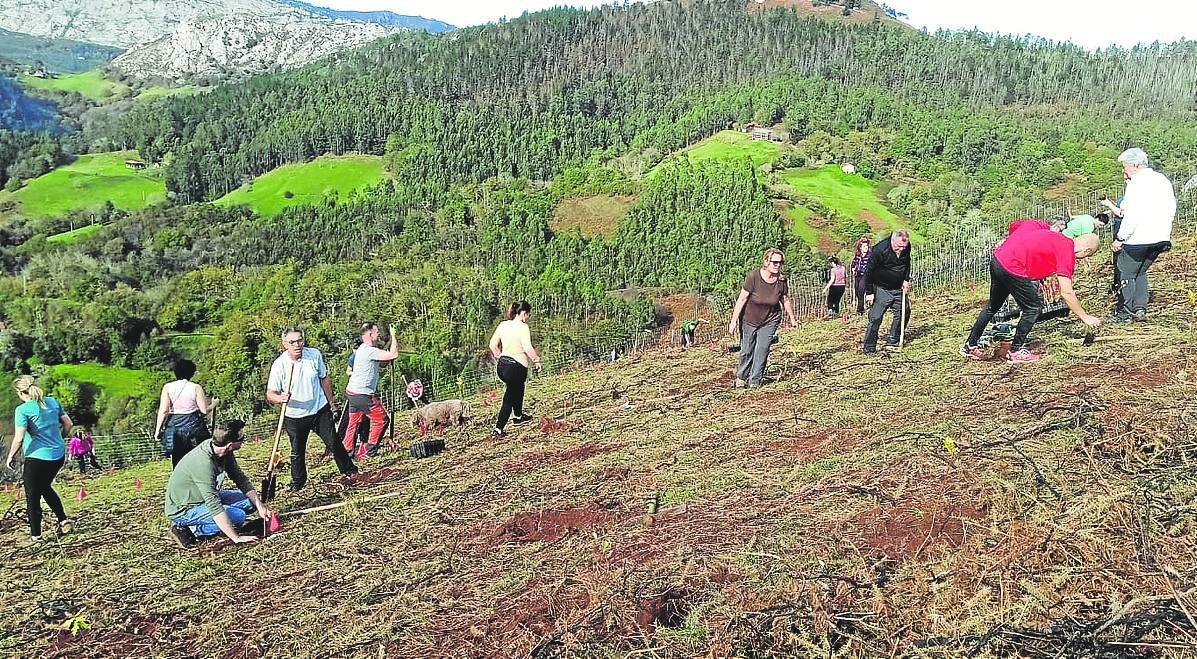 Castaños, abedules y robles para devolver vida al monte de Parres