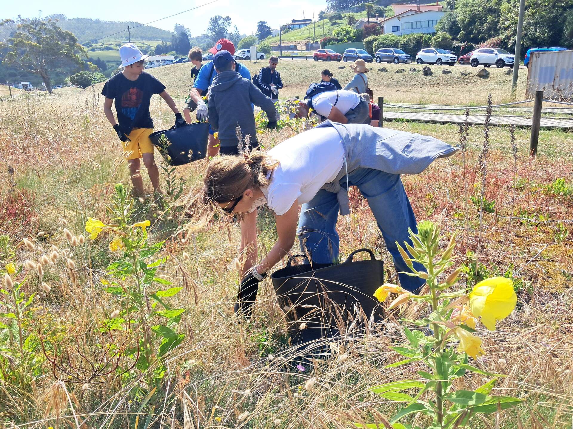 Una mañana de voluntariado para frenar la onagra en Rodiles