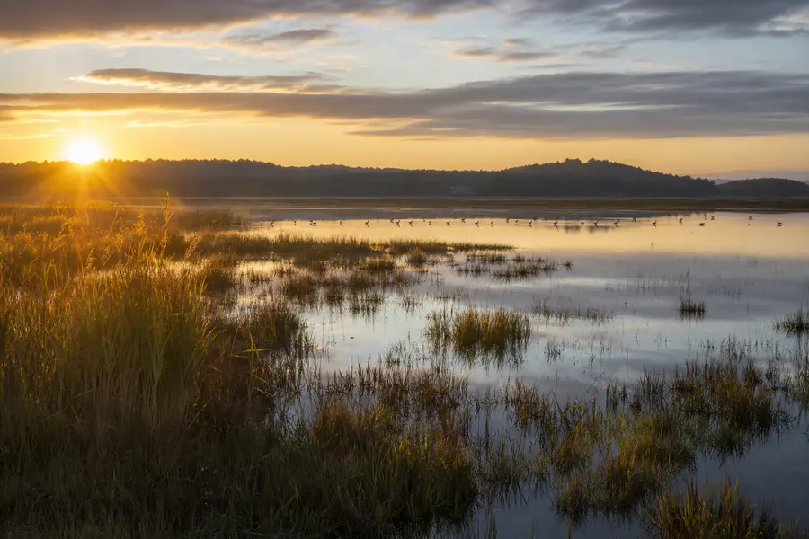 Marisma con juncos y agua abierta al amanecer
