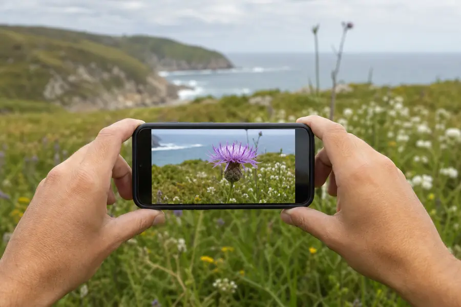 Manos sosteniendo un móvil fotografiando una flor silvestre