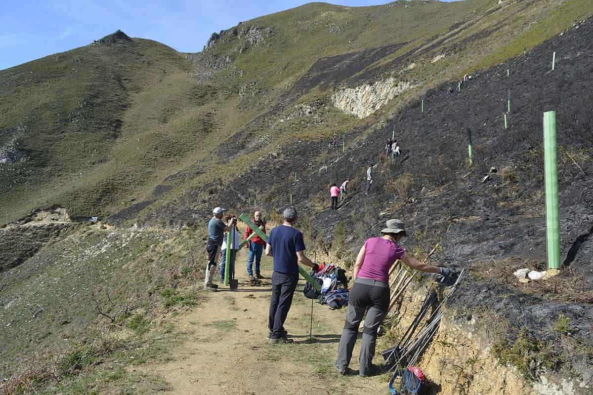 Más de 600 árboles autóctonos para el monte La Cuesta de Bode