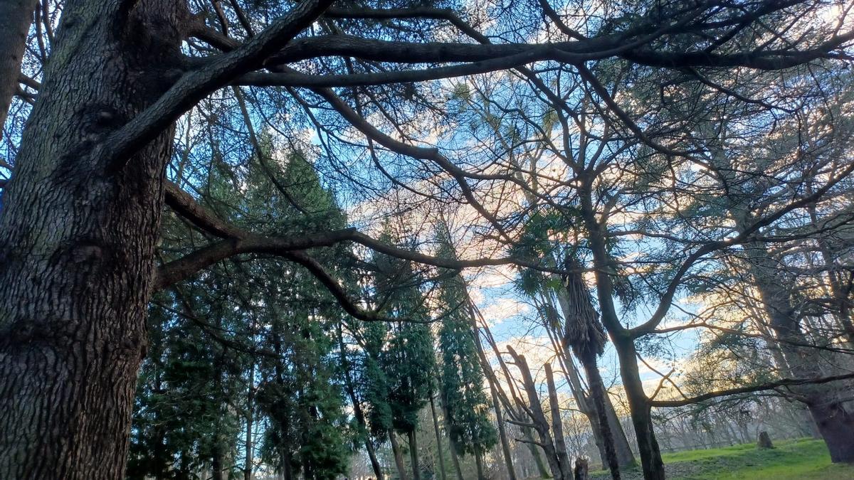 Una visita guiada para descubrir el bosque de La Cebera en las fiestas de Santa Isabel