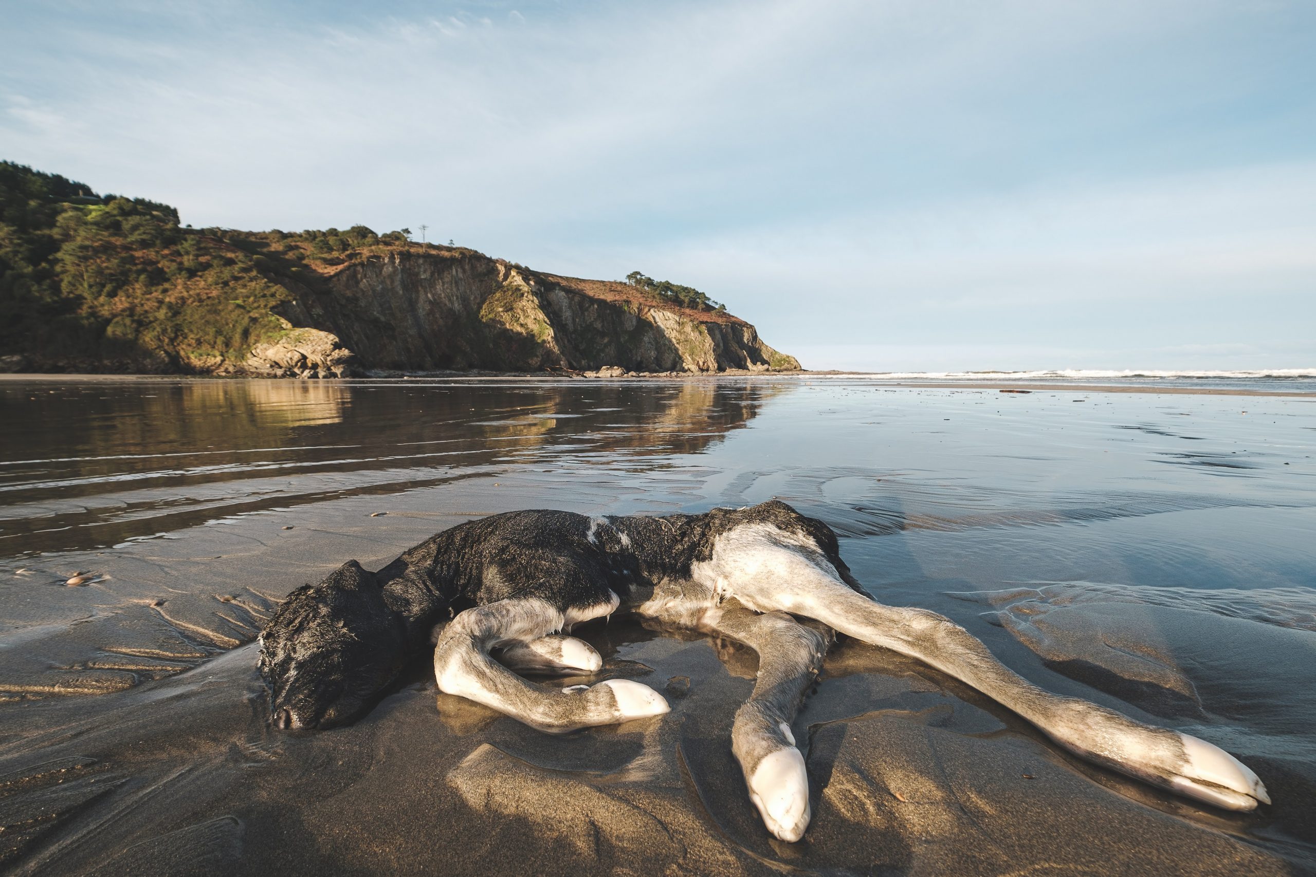 Treinta voluntarios limpian la playa de Cueva en Valdés