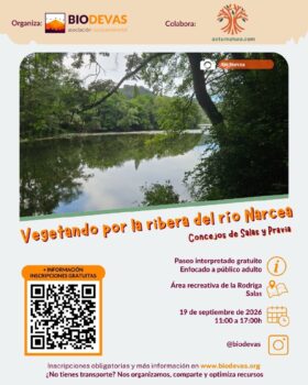 Vegetando por la ribera del ríu Narcea: bosque de ribera entre Salas y Pravia